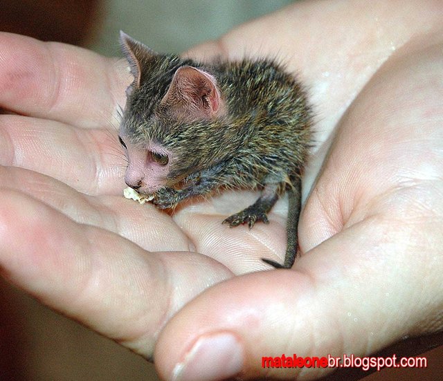Steve, The Born Again Christian Cat-Rat