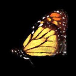 The Beauty of The Butterfly