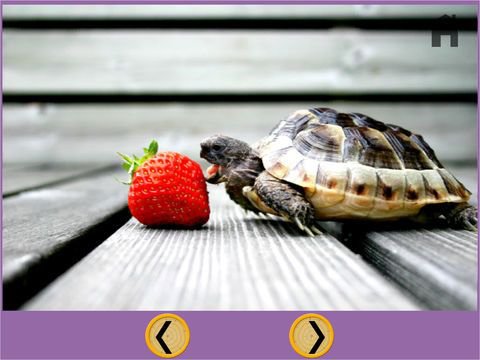 irresistible turtles for kids - free
