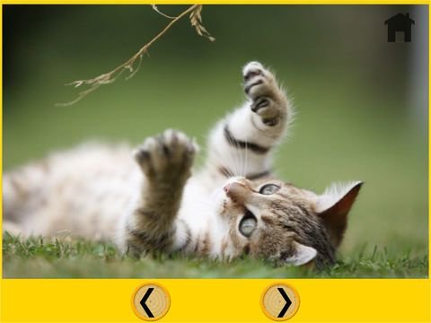 competition for cats - free game