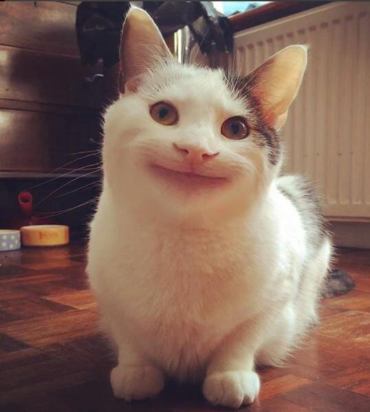 ollie sees you