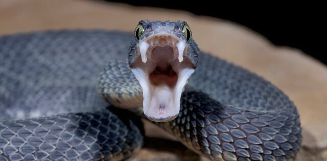 snake on nasa's budget