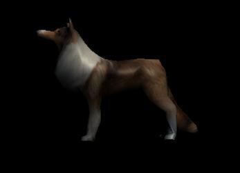 Woof Woof - Web