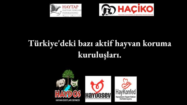 Arayış