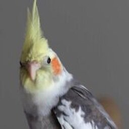 Birb Hatching Simulator