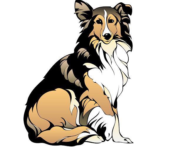 Sheepdog (TolaDemic)