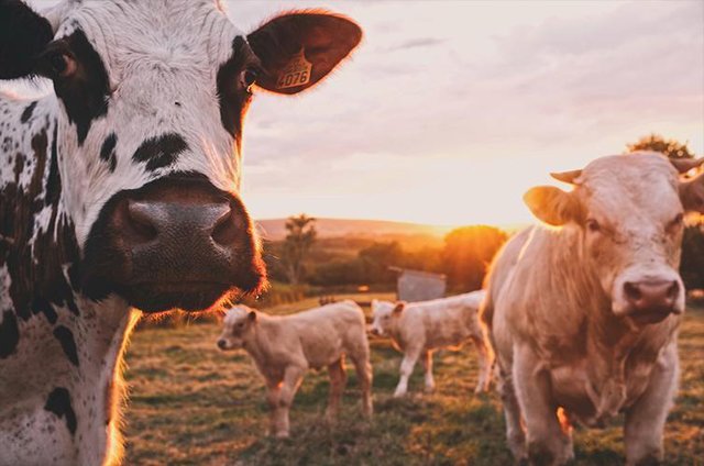FarmLad