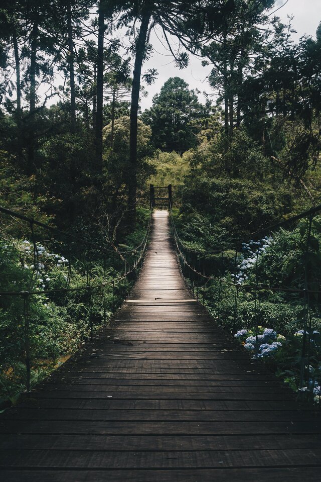 Forest (itch) (Soikass666)