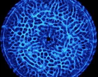 Physarum #Exp 11