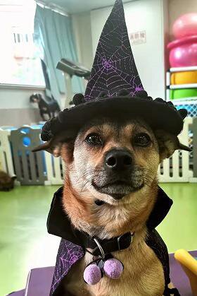 DoggoWizard