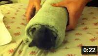 Kitten Burrito the game