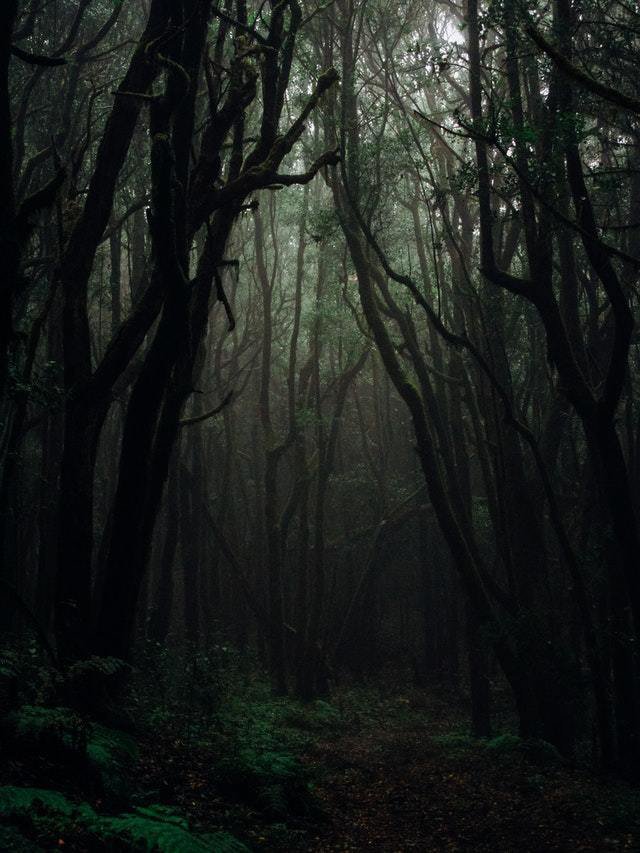 A Dark Forest (nerdyasheck)