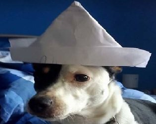 Doggo Go Borko