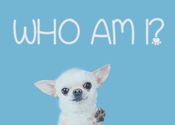 Who Am I? (Game-U Lynbrook)