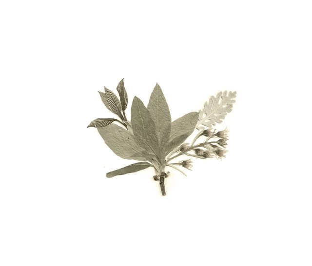 flower (itch) (cryocannon)