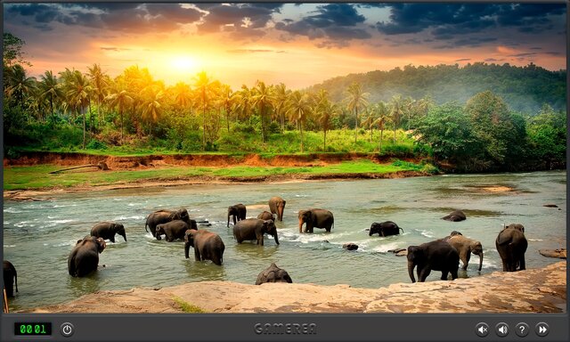 Animals Of The World