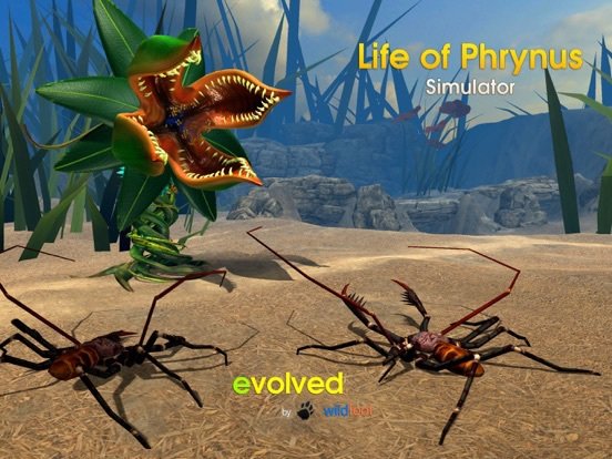 Life of Phrynus - Whip Spider