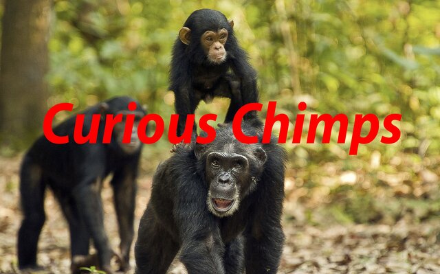 Curious Chimps