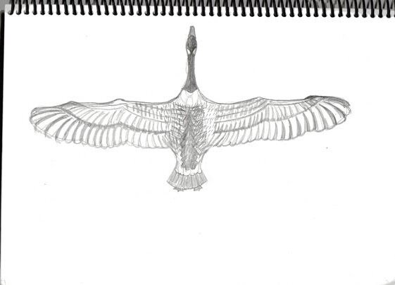 Vôo dos gansos - Flight of the Geese