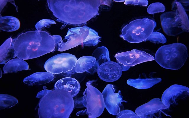 Underwater Perils by Presley Hoyl