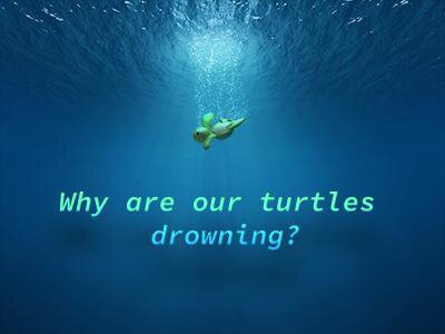Why are our turtles drowning?