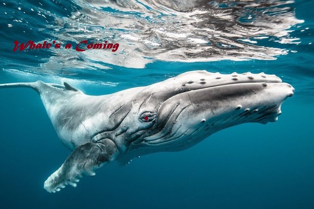 Whale's a Coming