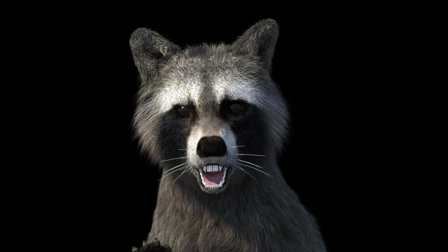 Raccoon Royale