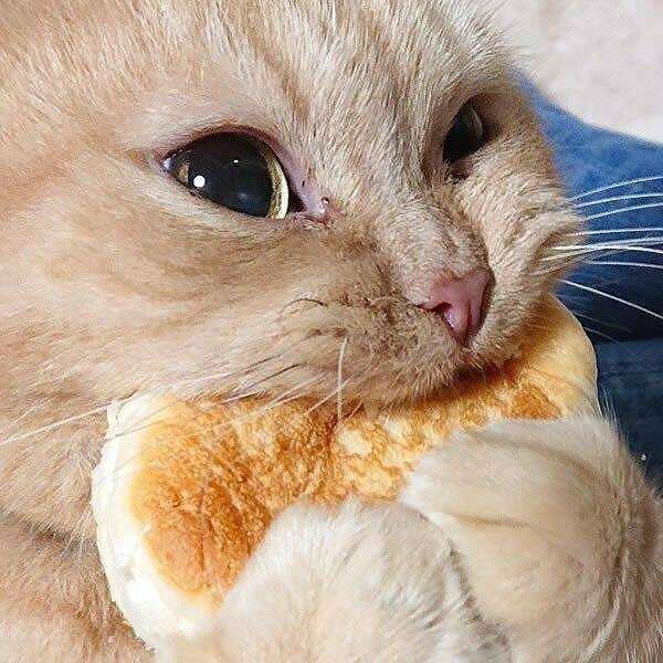 HungryCat