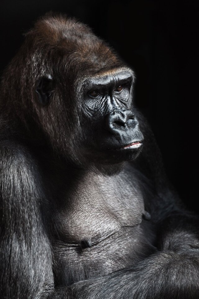 GorillaRPG