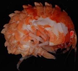 BattleShrimp